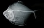 Metynnis guaporensis FMNH 56913 x-ray 10 sec